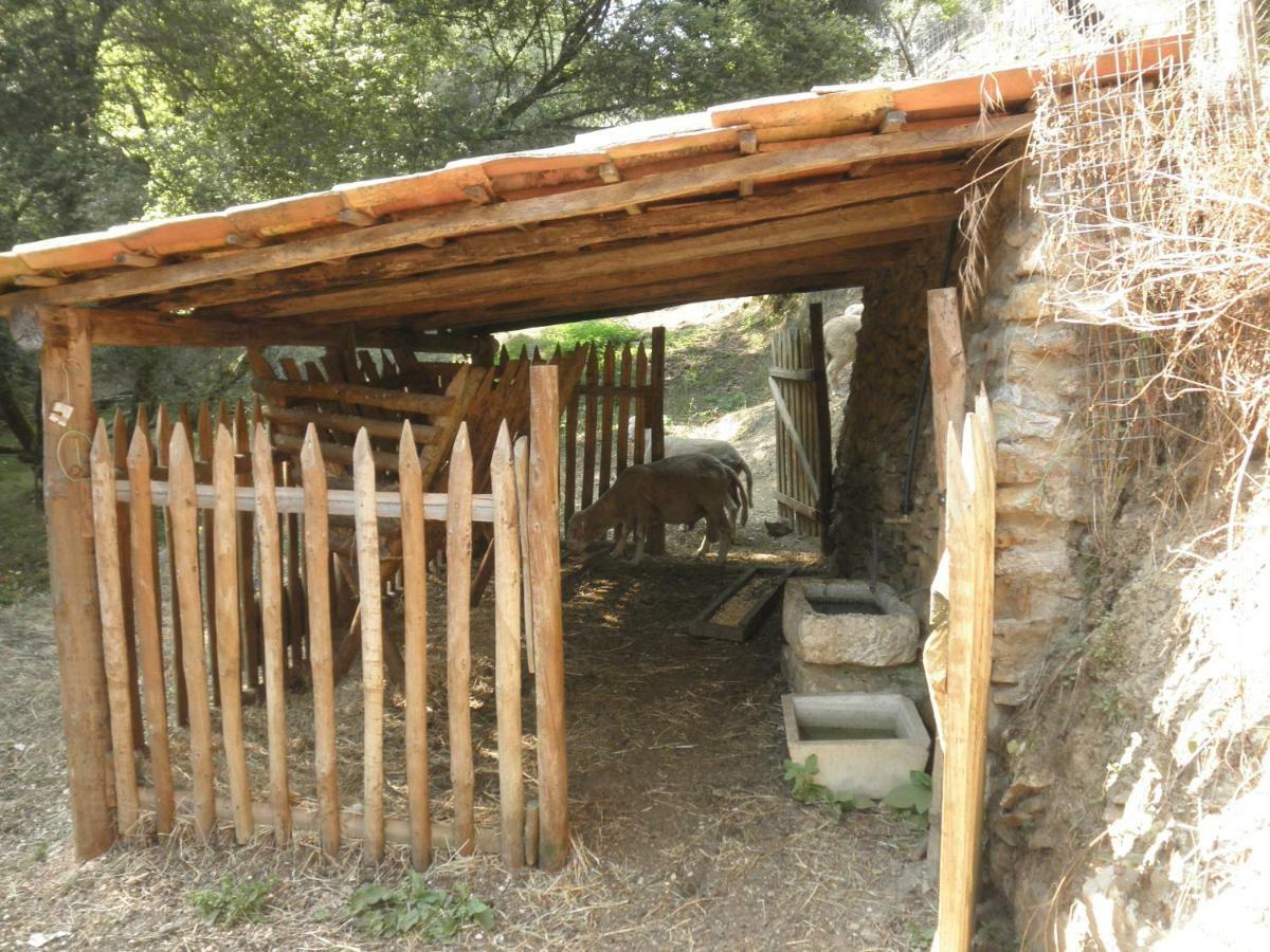 Casa Velha Villa Figueiro Dos Vinhos Exterior foto